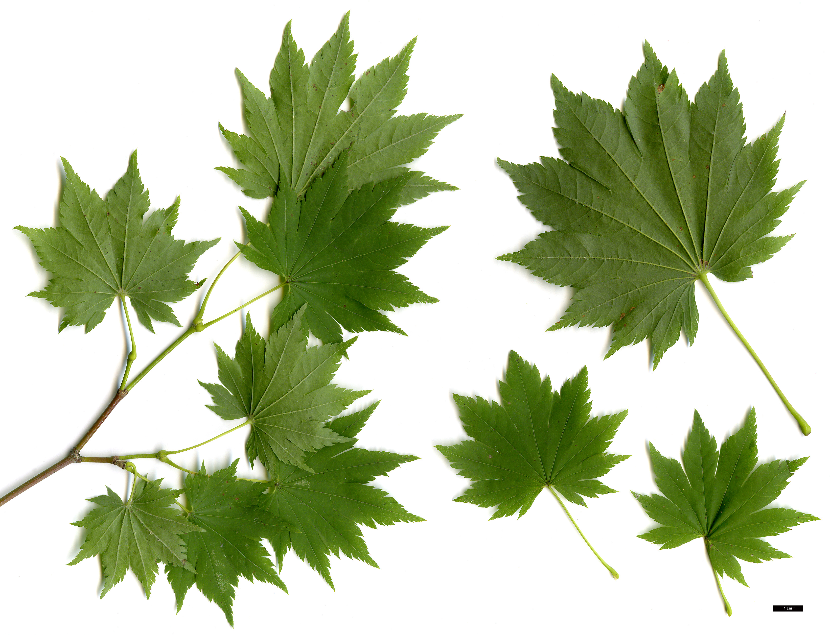 High resolution image: Family: Sapindaceae - Genus: Acer - Taxon: pseudosieboldianum - SpeciesSub: subsp. takesimense